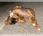 Small Photo #34 Boxer Puppy For Sale in COWETA, OK, USA
