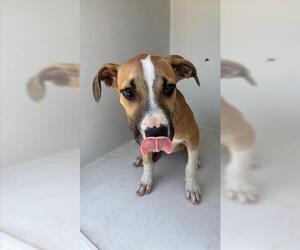 Beagle-Unknown Mix Dogs for adoption in Houston, TX, USA