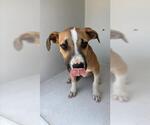 Small Beagle Mix