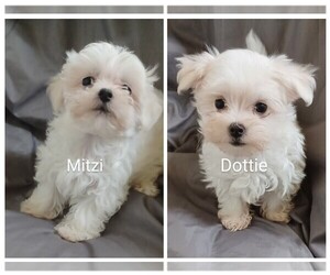 Maltese Puppy for sale in ADKINS, TX, USA