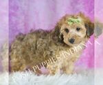 Small #2 Yorkipoo