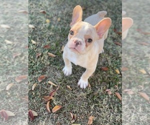French Bulldog Puppy for sale in ANTIOCH, CA, USA