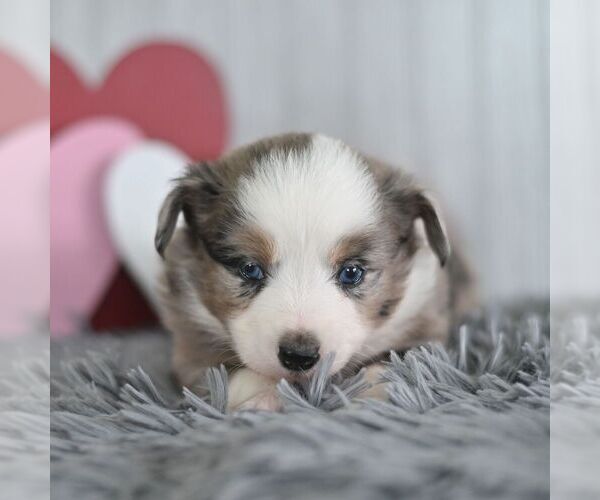 Medium Photo #3 Miniature Australian Shepherd Puppy For Sale in REBERSBURG, PA, USA