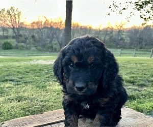 Goldendoodle Puppy for Sale in KNOB NOSTER, Missouri USA