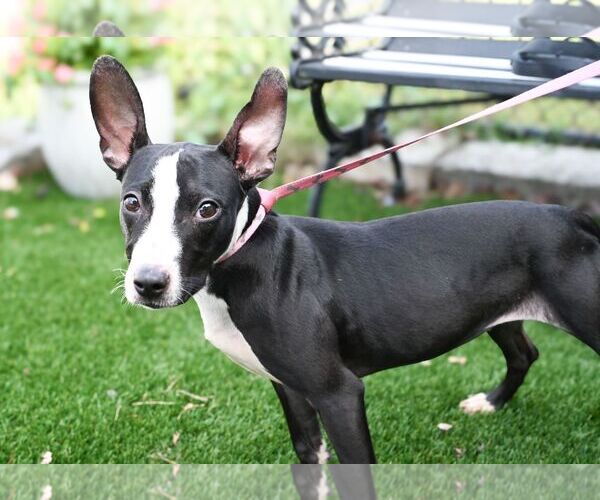 Medium Photo #1 Mutt Puppy For Sale in Perth Amboy, NJ, USA