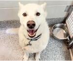 Small #2 German Shepherd Dog