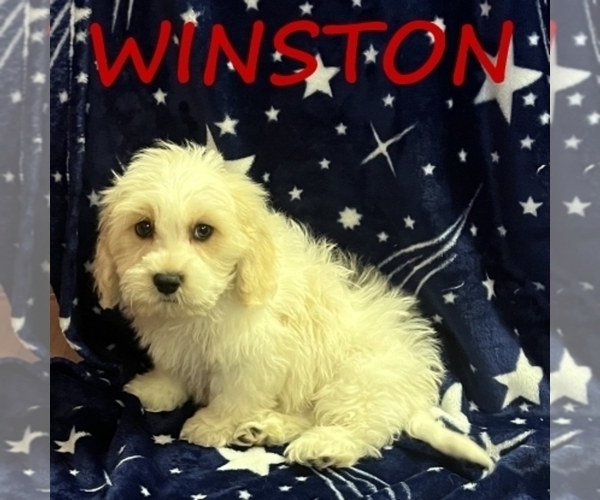 Medium Photo #1 Cockapoo (Miniature) Puppy For Sale in HARTLAND, MN, USA