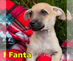 Small #4 Dachshund Mix