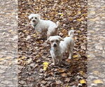 Small #10 Maltese