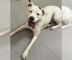 Small American Pit Bull Terrier Mix