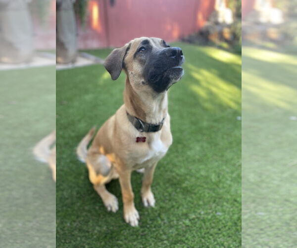 Medium Photo #11 Mastiff-Unknown Mix Puppy For Sale in Goodyear, AZ, USA