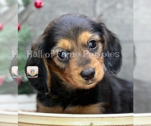 Dachshund Puppy for sale in LOUDONVILLE, OH, USA