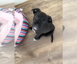 Small #2 American Staffordshire Terrier Mix