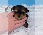 Small Photo #7 Yorkshire Terrier Puppy For Sale in SANDY HOOK, KY, USA
