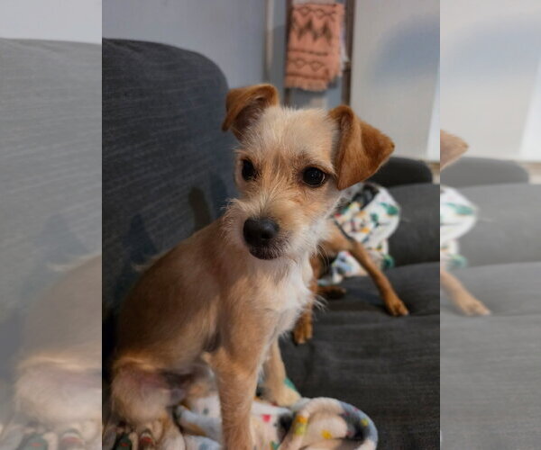 Medium Photo #1 Jack Russell Terrier-Unknown Mix Puppy For Sale in Fort Wayne, IN, USA