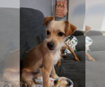 Small Jack Russell Terrier Mix
