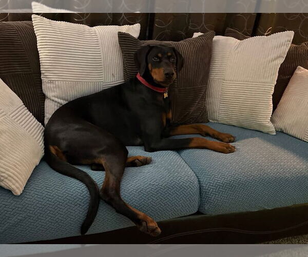 Medium Photo #1 Doberman Pinscher Puppy For Sale in Minneaoplis, MN, USA