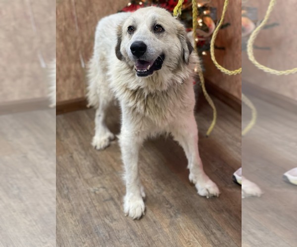 Medium Photo #2 Great Pyrenees Puppy For Sale in Croydon, NH, USA