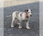 Small Photo #4 Great Dane Puppy For Sale in LITITZ, PA, USA