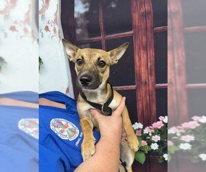 German Shepherd Dog-Unknown Mix Dogs for adoption in San Bernardino, CA, USA