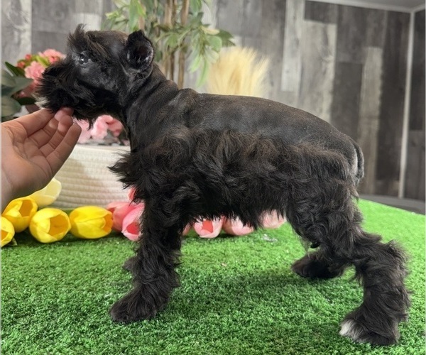 Medium Photo #5 Schnauzer (Miniature) Puppy For Sale in CANOGA, NY, USA
