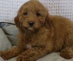 Small Photo #2 Goldendoodle (Miniature) Puppy For Sale in BOSWELL, IN, USA