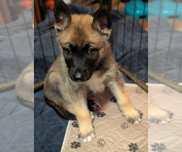 Medium Photo #1 Siberian Husky-Unknown Mix Puppy For Sale in Holly Springs, NC, USA