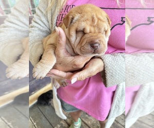 Chinese Shar-Pei Puppy for sale in CARTERSVILLE, GA, USA