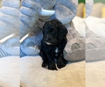 Small Photo #17 Cockapoo Puppy For Sale in ROCHESTER, MN, USA