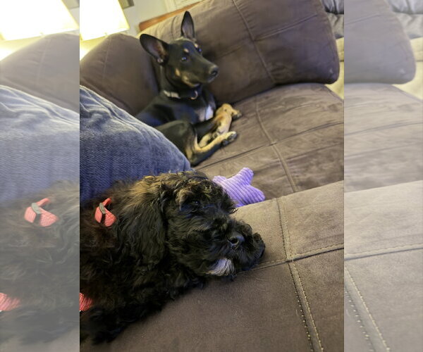 Medium Photo #3 Poodle (Miniature)-Unknown Mix Puppy For Sale in Holly Springs, NC, USA
