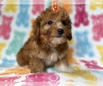 Small #8 YorkiePoo
