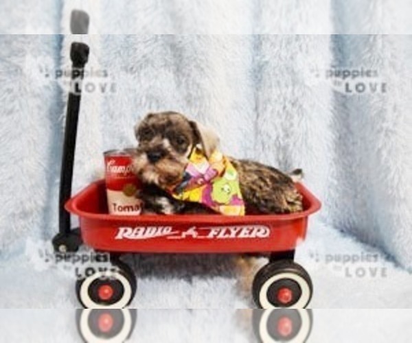Medium Photo #8 Schnauzer (Miniature) Puppy For Sale in SANGER, TX, USA