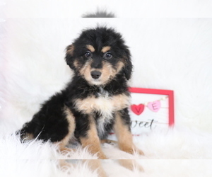 Aussie-Poo Puppy for sale in SHILOH, OH, USA