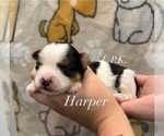 Image preview for Ad Listing. Nickname: Harper