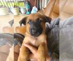Small #1 Mutt