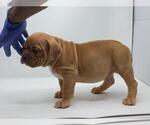 Small American Bully