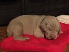 Small Photo #2 Weimaraner Puppy For Sale in DOW, IL, USA