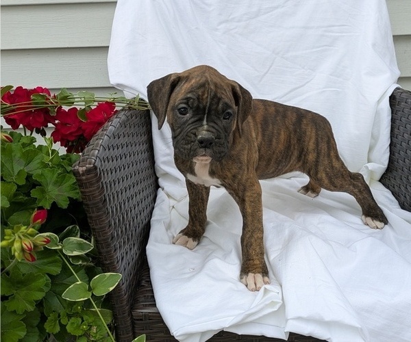 Medium Photo #1 Boxer Puppy For Sale in GOSHEN, IN, USA