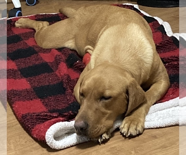 Medium Photo #1 Labrador Retriever Puppy For Sale in MILL SPRING, NC, USA