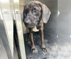 Labrador Retriever-Unknown Mix Dogs for adoption in Rowlett, TX, USA