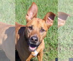 Small #5 American Pit Bull Terrier-German Shepherd Dog Mix
