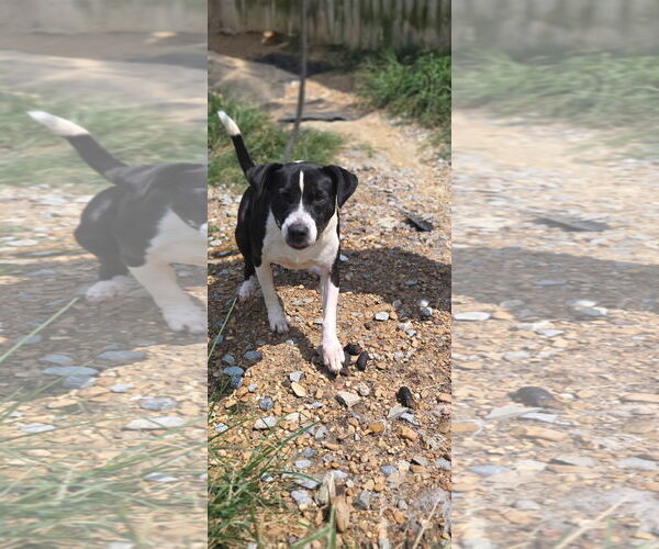 Medium Photo #1 Mutt Puppy For Sale in Jackson, MS, USA