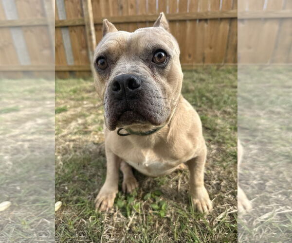 Medium Photo #1 American Staffordshire Terrier-Unknown Mix Puppy For Sale in Jackson, MS, USA