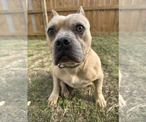 American Staffordshire Terrier-Unknown Mix Dogs for adoption in Jackson, MS, USA