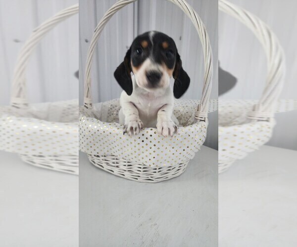 Medium Photo #3 Dachshund Puppy For Sale in GREENWOOD, WI, USA