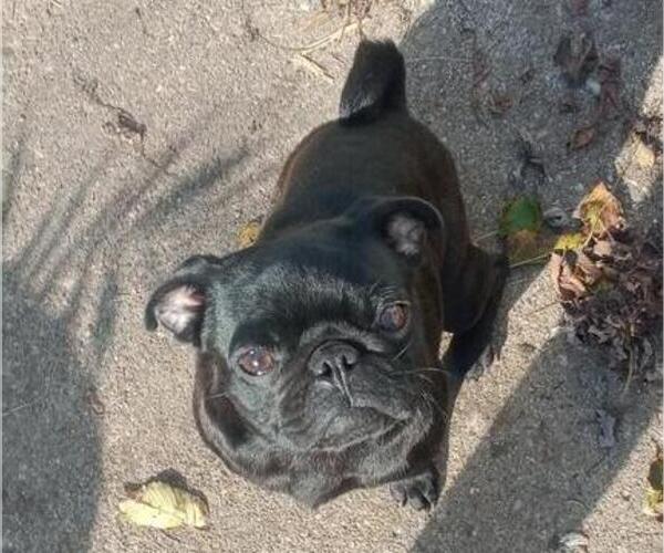 Medium Photo #1 Pug Puppy For Sale in HILLSDALE, MI, USA