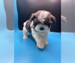 Small Photo #19 Maltipoo-Shih Tzu Mix Puppy For Sale in SAINT AUGUSTINE, FL, USA