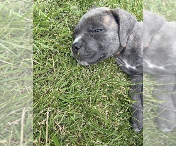 Medium Photo #3 Cane Corso Puppy For Sale in FORT WAYNE, IN, USA