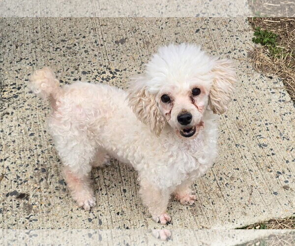 Medium Photo #1 Poodle (Miniature) Puppy For Sale in Seaford, DE, USA