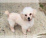 Cool Whip - Female Poodle (Miniature) Dog for Adoption - Small photo